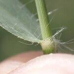 Image result for Sporobolus coromandelianus