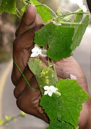 Image result for Eureiandra sp. A