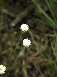 Image result for Syngonanthus welwitschii