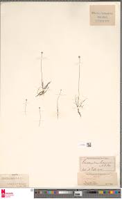 Image result for Eriocaulon abyssinicum