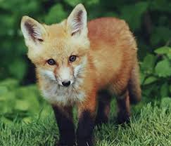 Find the best cute baby fox wallpaper on getwallpapers. Animal Facts Red Fox Canadian Geographic