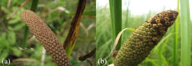 Image result for Calamus deerratus