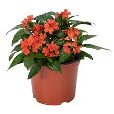 Image result for Crossandra