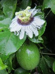 Sustainable Agriculture Examples Passion Fruit Farming Passion Fruit Sustainable Agriculture Flowers