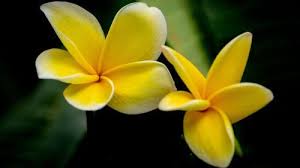 Yellow Plumeria Picture In Close Up Hd Wallpapers Wallpapers Download High Resolution Wallpapers Flower Wallpaper Yellow Flower Wallpaper Plumeria