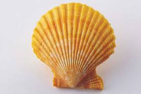 How to draw easy jellyfish? Seashell Drawing Easy Line With A Pencil Simple And Step By Step