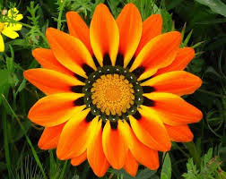 Download and use 100,000+ flower background stock photos for free. 12 Of The World S Most Dazzlingly Colorful Flowers