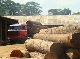 Image result for Terminalia superba