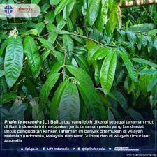 Kebutuhan akan tanaman bawang merah ini sangat tinggi, tetapi produksi di indonesia sangat hasil penelitian menunjukkan bahwa konsentrasi kolkhisin 0,05% dengan lama perendaman 72 jam dapat english : Lipi On Twitter Phaleria Octandra L Baill Termasuk Dalam Famili Thymelaeacea Hasil Penelitian Pada Masyarakat Bali Menunjukkan Tanaman Perdu Ini Merupakan Salah Satu Tanaman Obat Tradisional Yang Secara Turun Temurun Telah Dimanfaatkan