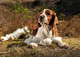 Black And White Short Hair English Springer Spaniel Welsh Springer Spaniel Welsh Springer Spaniel American Cocker Spaniel Springer Spaniel