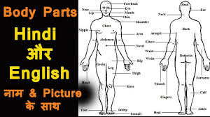 Each of the charts is organized in alphabetical order in english. Body Parts Name With Picture In Hindi English English Vocabulary Learn English Educational Video Youtube