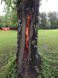 James Spann On Twitter This Tree Was Hit By Lightning In Baldwyn Ms It Burned The Inside From Jkroxie Https T Co Okxnm Tree Lightning Strikes Lightning