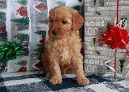 Buy Cheap Goldendoodle Puppies For Sale Near Me Goldendoodle Puppy Puppies For Sale Goldendoodle Puppy For Sale