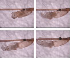 Lice eggs (called nits) are oval in shape. Hatch Rate Of Head Lice Eggs Over Time N 205 Continuous Feeding Of Download Scientific Diagram