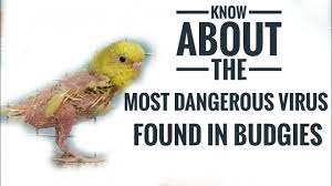 French Molt In Budgies Polyomavirus Attack On Budgies Reasons And Symptoms Explained Youtube
