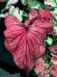 The First Caladium Described Caladium Bicolor Was A Comparatively Drab Green And White Plant Collected In 1773 In We In 2020 Caladium Tropical Foliage Plant Breeding