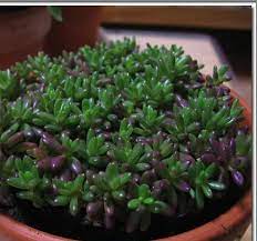 pin by vanes on 植物 succulents plants orchids