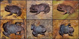 Image result for Pristimantis bambu