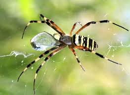 What Does Dreaming About Spiders Mean 10 Steps