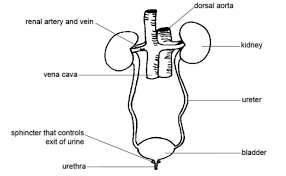The body takes nutrients from food and converts them to energy. Draw A Neat Labeled Diagram Of The Urinary System And Class 11 Biology Cbse