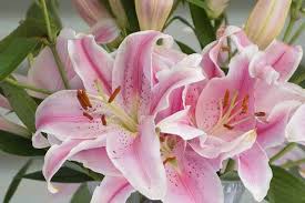 Find out more about plants poisonous to cats in our guide. Note These Plants And Flowers Are Toxic To The Cat Cira Vet Service