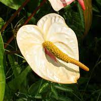 The flowers of the brugmansia are attractive and have a pleasing fragrance. White Hawaiian Flowers Hawaiian Plants And Tropical Flowers