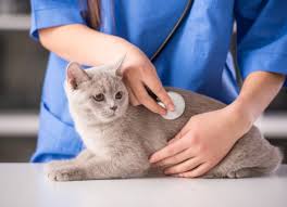Hyperesthesia may be generalized and may occur as hemihyperesthesia. Twitch Skin Syndrome In Cats Petmd