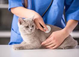 Meow as fluff 1.215 views8 months ago. Twitch Skin Syndrome In Cats Petmd