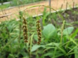 Image result for Oxyrhachis gracillima