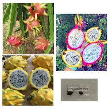 Pitaya usually refers to fruit of the genus stenocereus. Yellow Red Dragonfruit Pitaya Mix Dragon Cactus Fruit Seeds Shopee Philippines