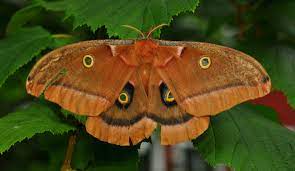 Amazon music stream millions of songs: Polyphemus Moth Antheraea Polyphemus Facts And Pictures
