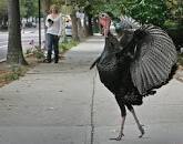 Image result for birds deaths turkey