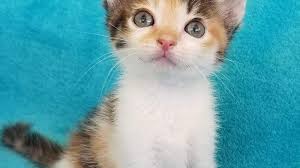 Why are calico cats almost always female? Find A Friend Toot Sweet The Calico Cat