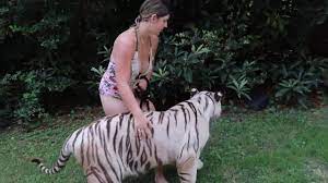 SWIMMING with my 200lb TIGER buddy" | Meet LOKA, a very handsome Royal White Bengal Tiger. Join us for an enriching walk through the Myrtle Beach Safari preserve with a playful swim