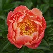 Peony Bulbs Coral Charm Spring Flower Bulbs Eden Brothers Spring Flowering Bulbs Spring Plants Peony Root