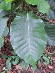 Image result for Ficus bubu