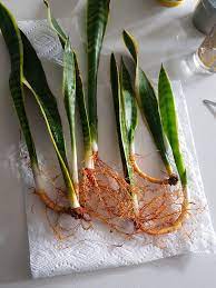 Take your plant out of the pot, or dig up a clump from the soil. Roots Of My Snake Plant Houseplants