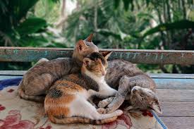 We did not find results for: Anak Kucing Peliharaanmu Tidak Mau Makan 5 Hal Ini Bisa Jadi Penyebabnya Termasuk Karena Sakit Gigi Semua Halaman Bobo