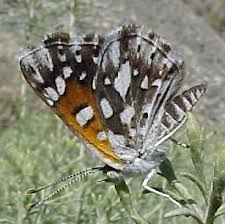 Image result for Sporobolus myrianthus