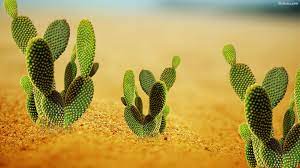 Find & download free graphic resources for cactus background. Cactus Desktop Wallpaper Desert Cactus High Resolution 1920x1080 Wallpaper Teahub Io