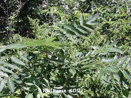 Image result for Synadenium glabratum