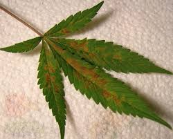 This article will address what causes rust on bean plants and how to treat rust fungus on beans. Lets Talk About Rust Fungus What You Need To Know Rollitup