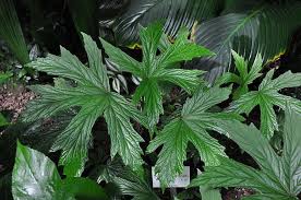 Pin On Plants Begonia