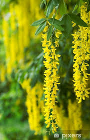 Image result for Laburnum anagyroides