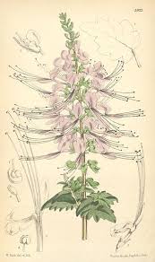 Image result for Syncolostemon elliottii