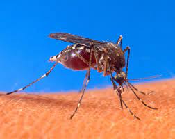 Always use pest control, even natural pest control, mindfully and selectively. Insect Bites And Stings Wikipedia