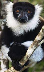 Madagascar Animals Wild Cute Animals Animals Beautiful