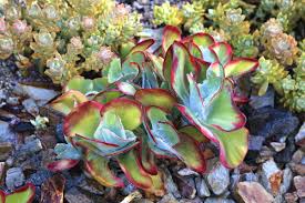 Image result for Kalanchoe glaucescens