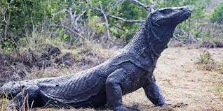 Jika anda mencari informasi mengenai ular terbesar di dunia, maka menurut sains, jawabannya adalah ular titanoboa. Komodo Kadal Terbesar Di Dunia Asli Indonesia Merdeka Com
