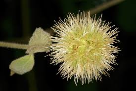 Image result for Cyathula uncinulata